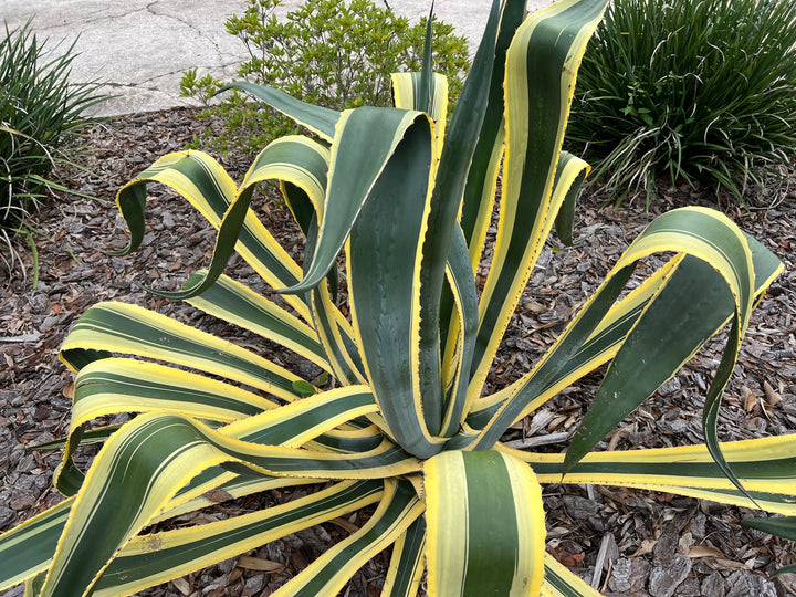 Variegated Century Plant