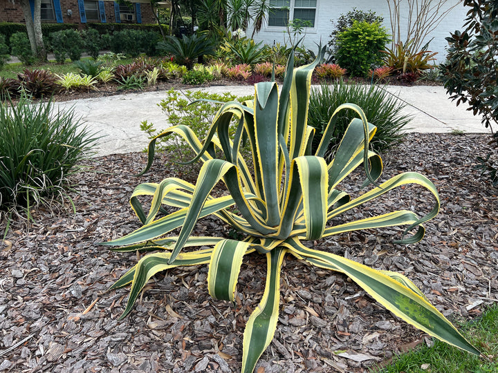 Variegated Century Plant