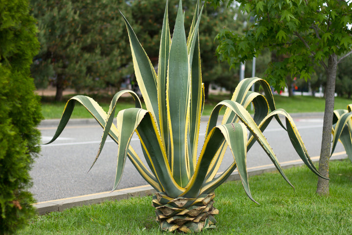 Variegated Century Plant