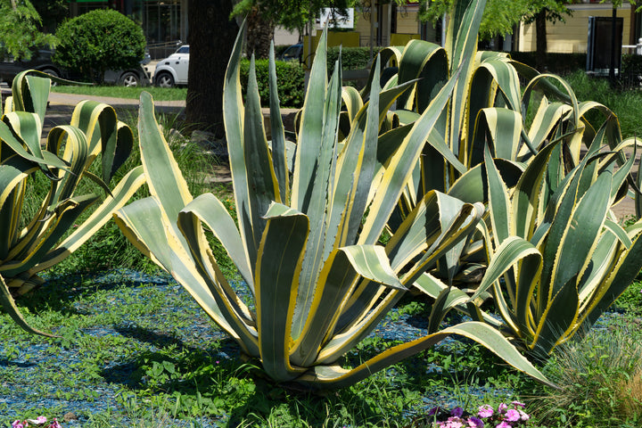 Variegated Century Plant