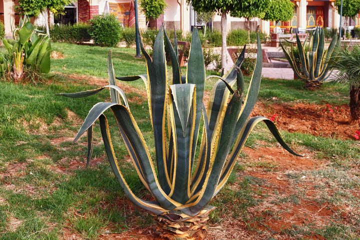 Variegated Century Plant