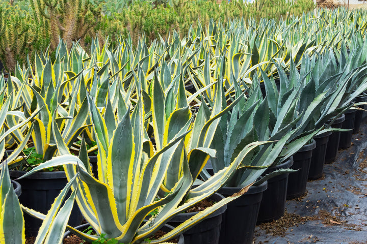 Variegated Century Plant