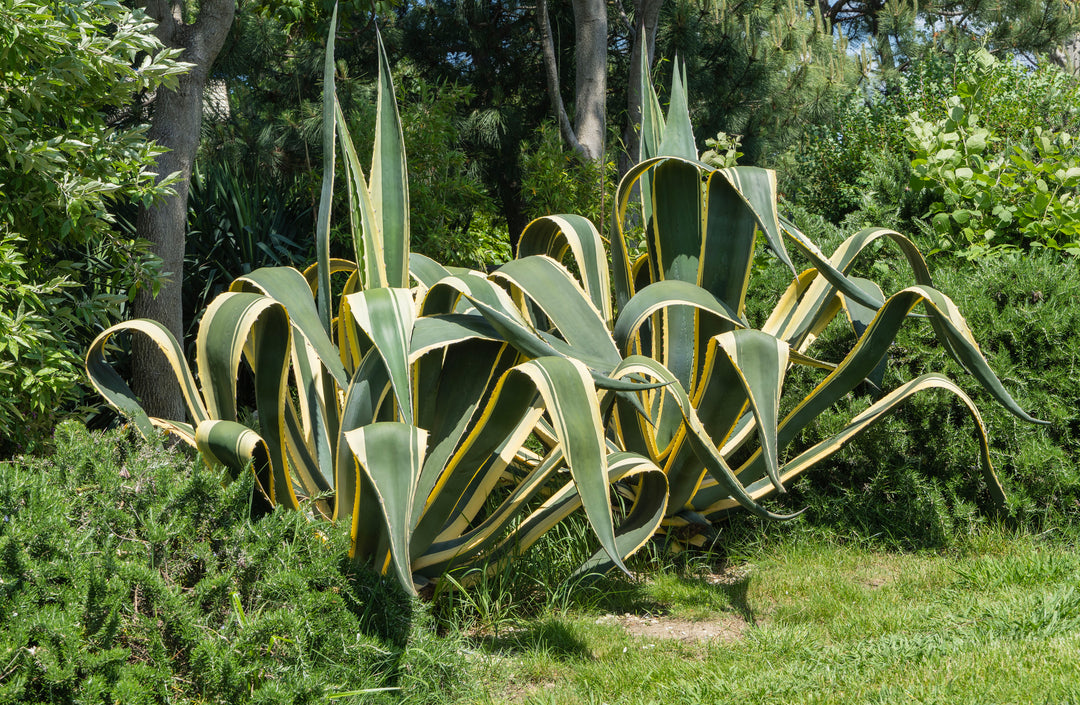 agave americana succulent Agave Variegated Century Plant