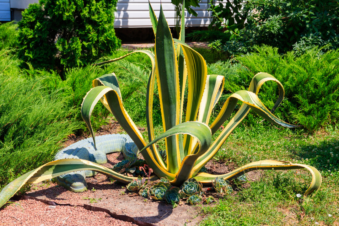 Variegated Century Plant