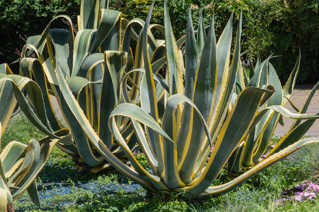 Variegated Century Plant