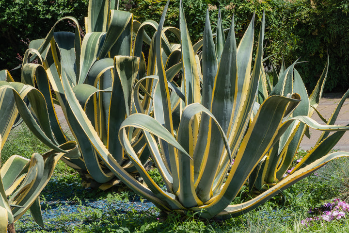 Variegated Century Plant