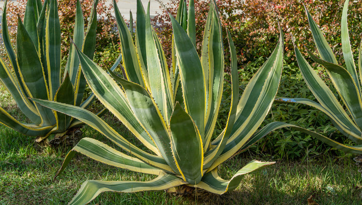 Variegated Century Plant