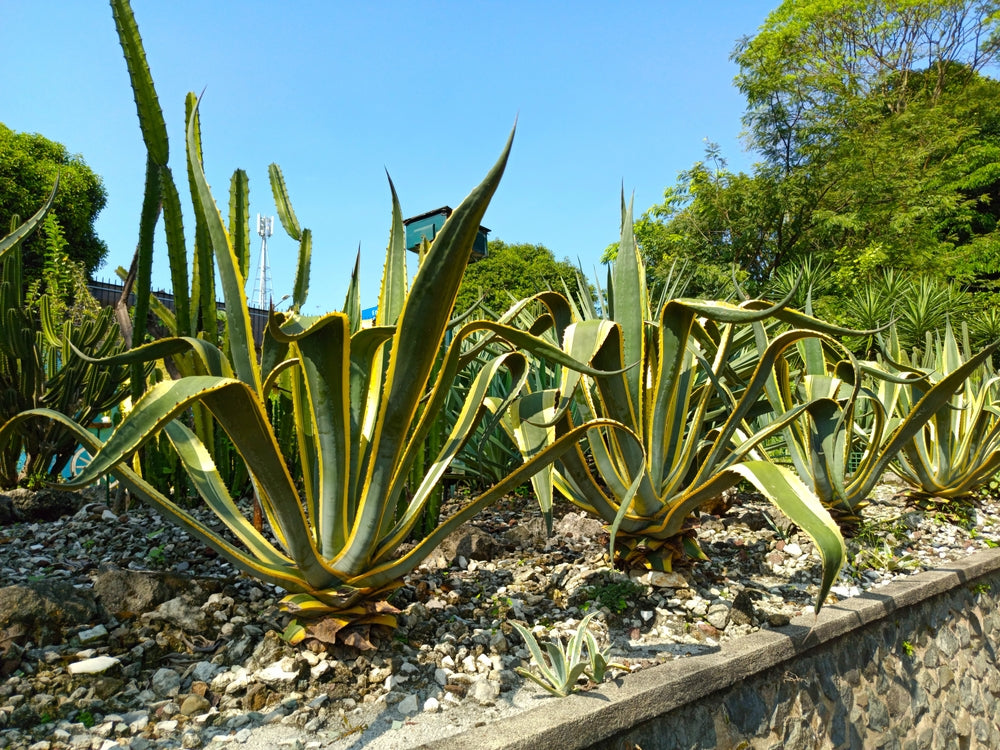 Variegated Century Plant