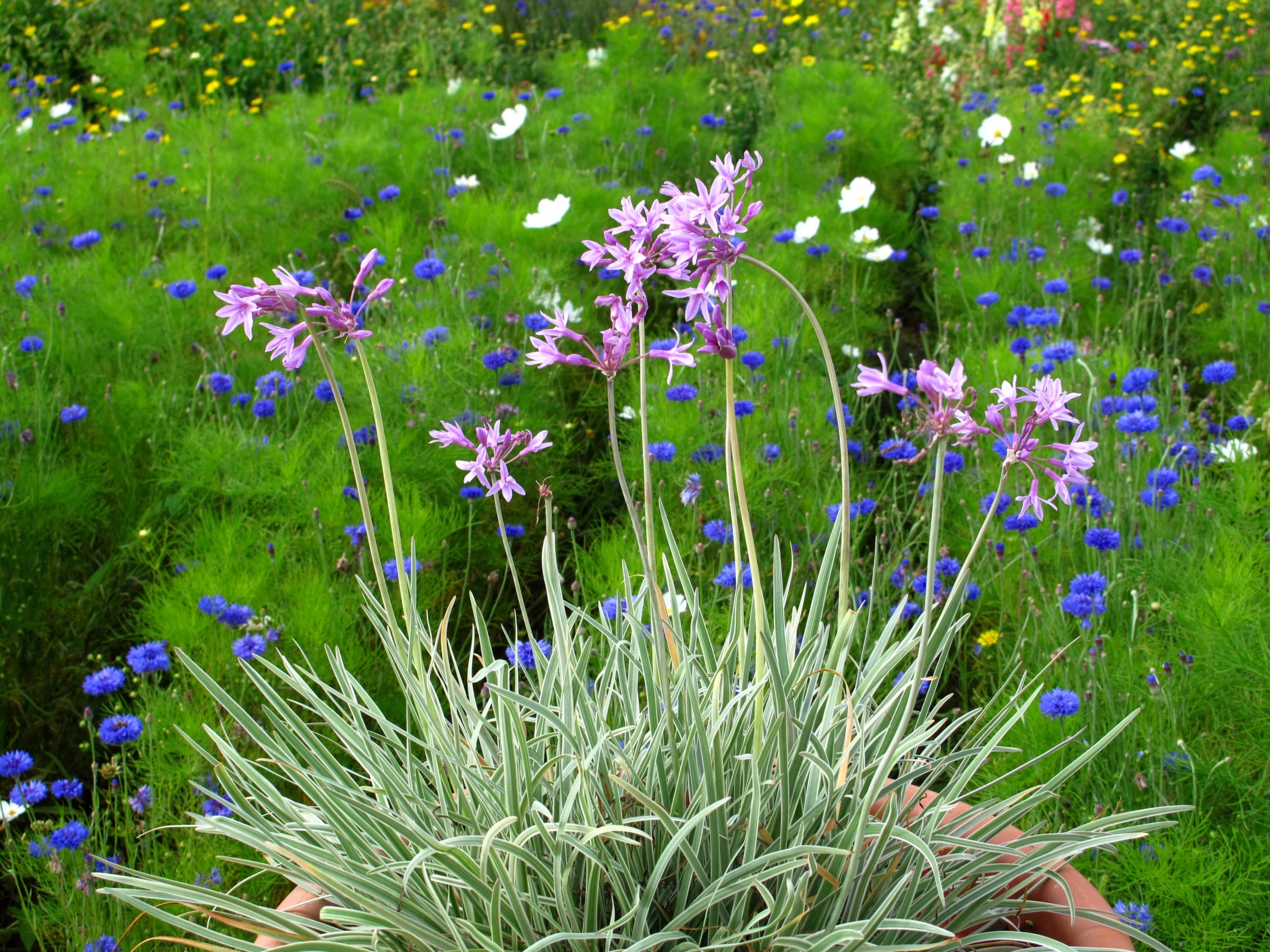 Tulbaghia violacea 'Silver Lace' variegated garlic - 1 and 5 Gallon
