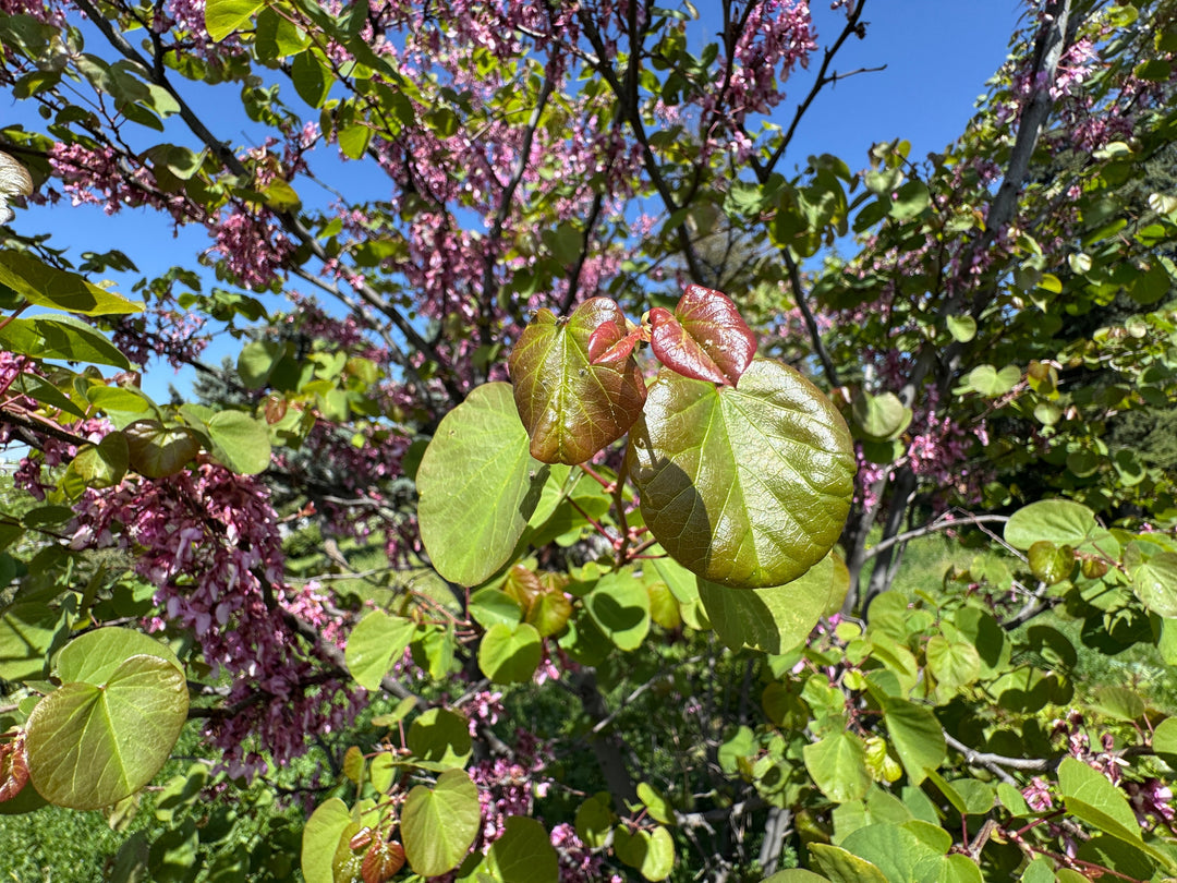 Western Redbud Tree
