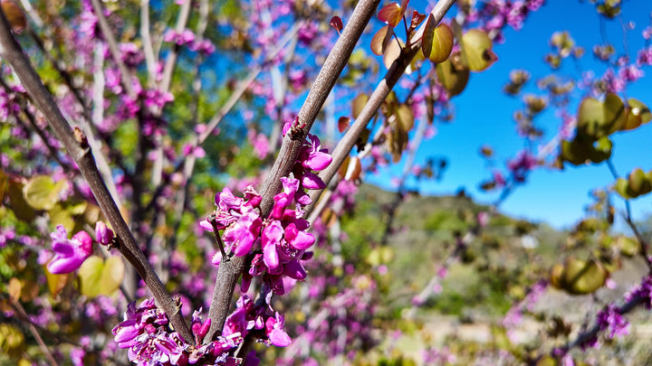 Western Redbud Tree