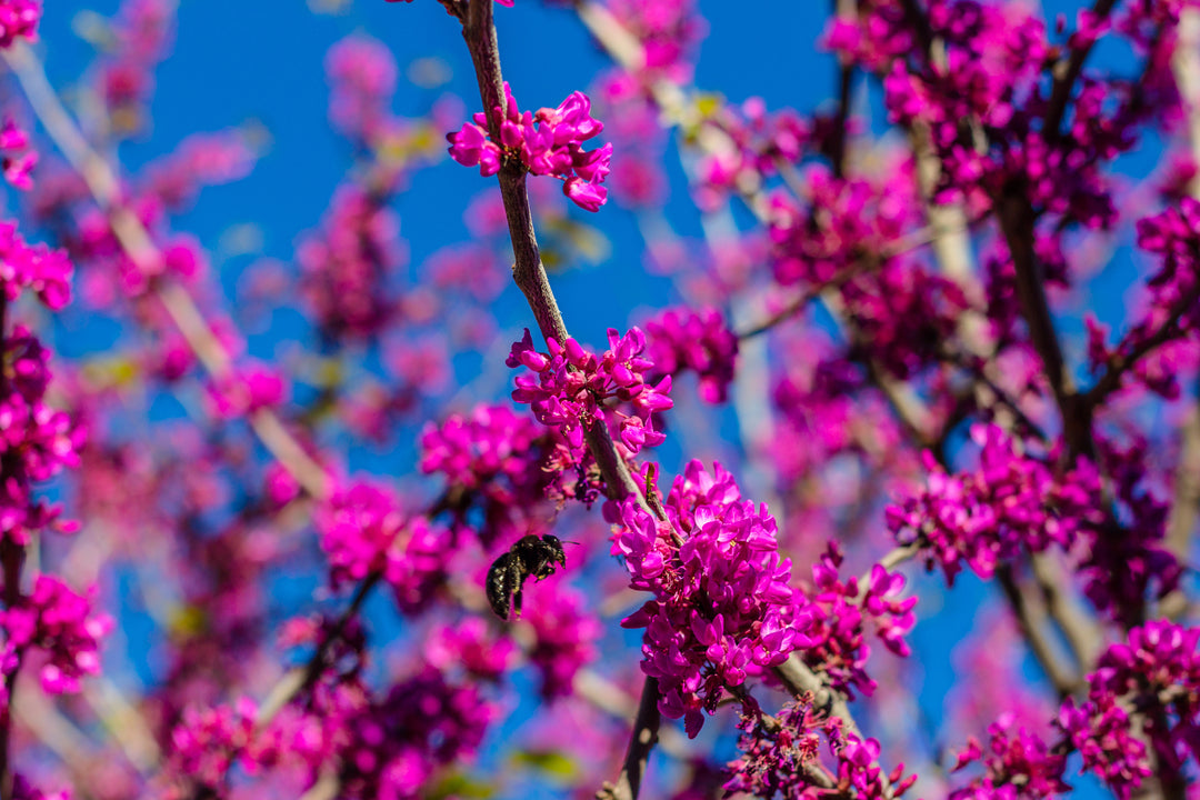 Western Redbud Tree