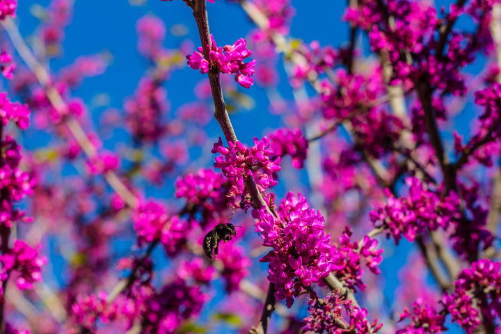 Western Redbud Tree