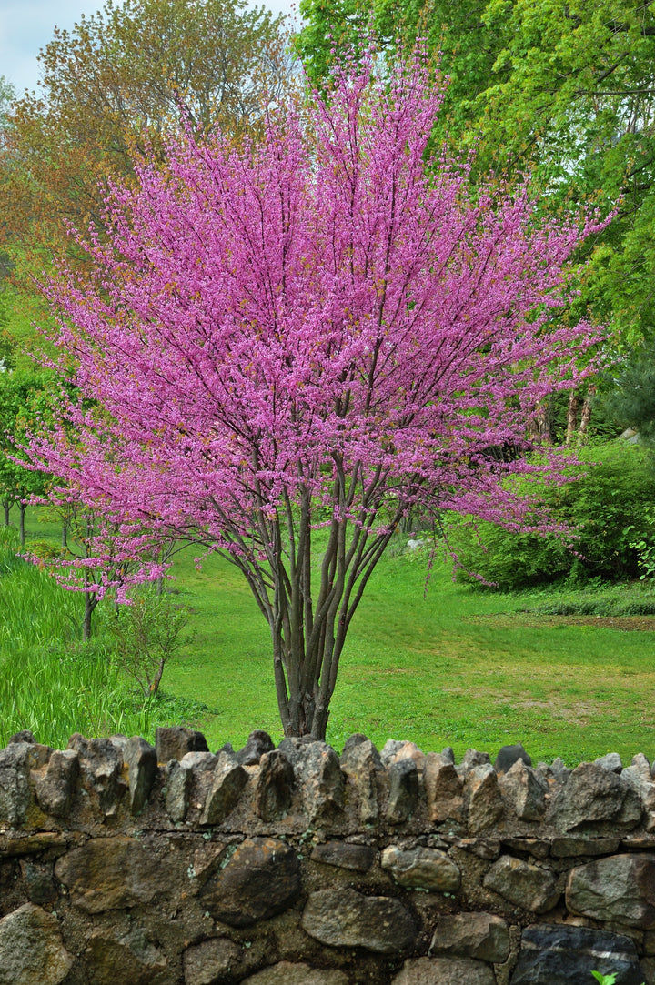 Western Redbud Tree