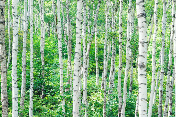 European White Birch Tree