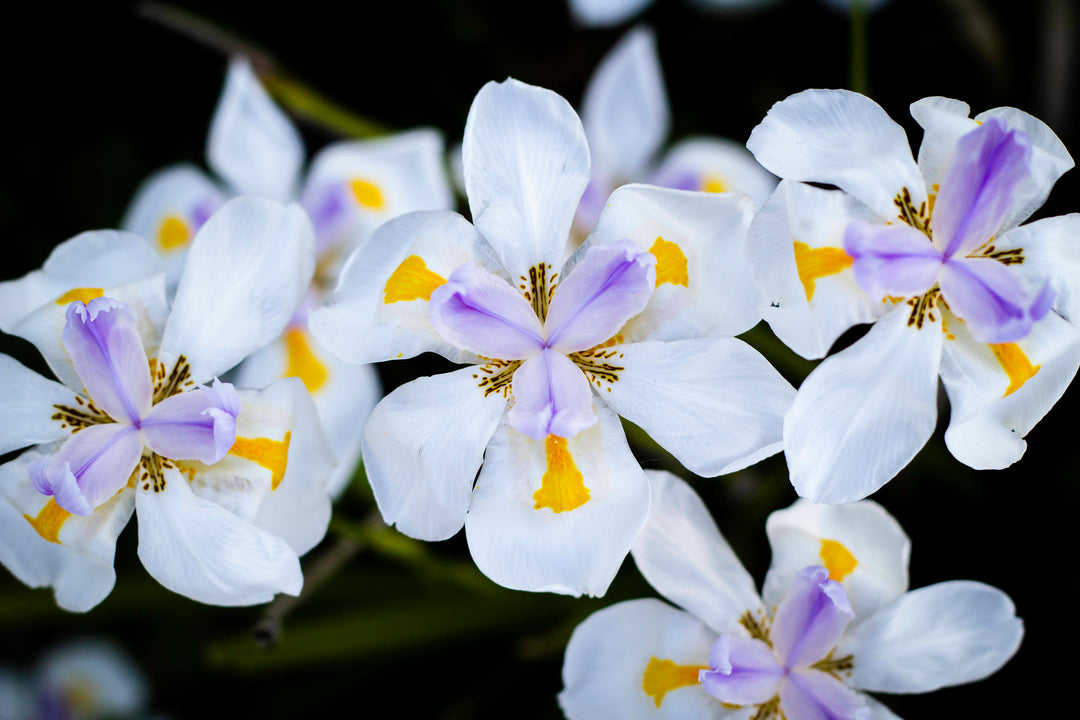 White African Iris