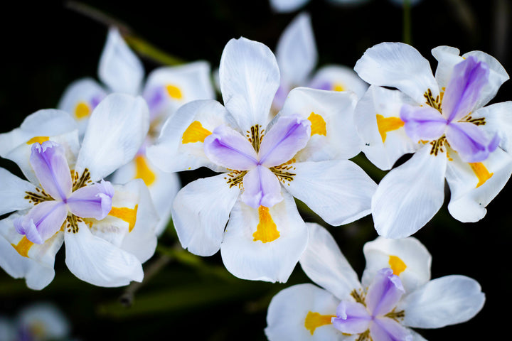White African Iris