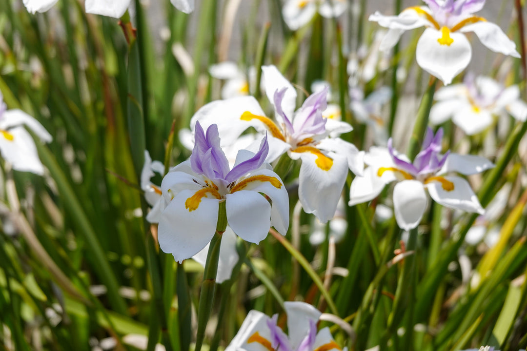 iris lily white White African Iris