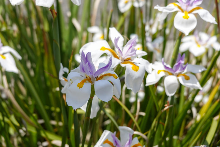 White African Iris