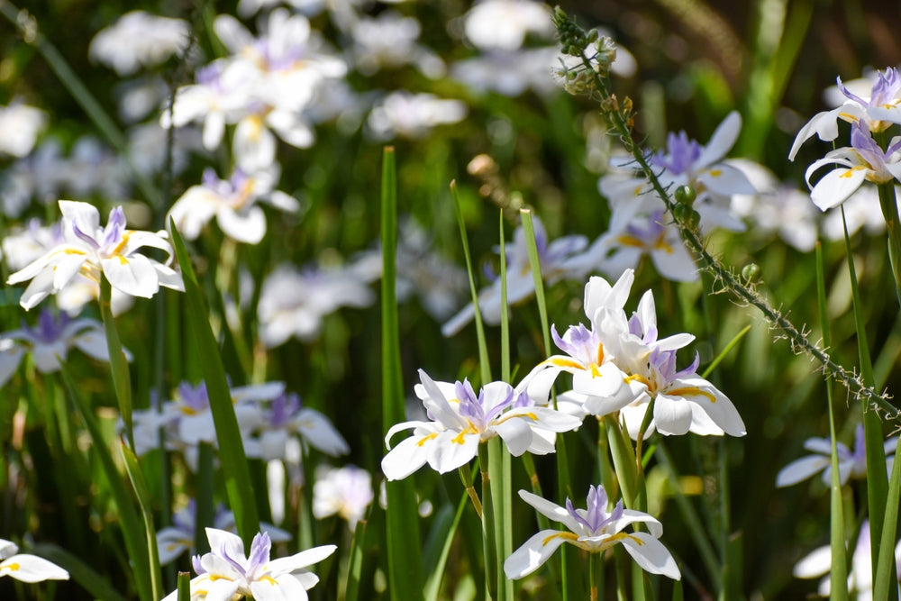 White African Iris