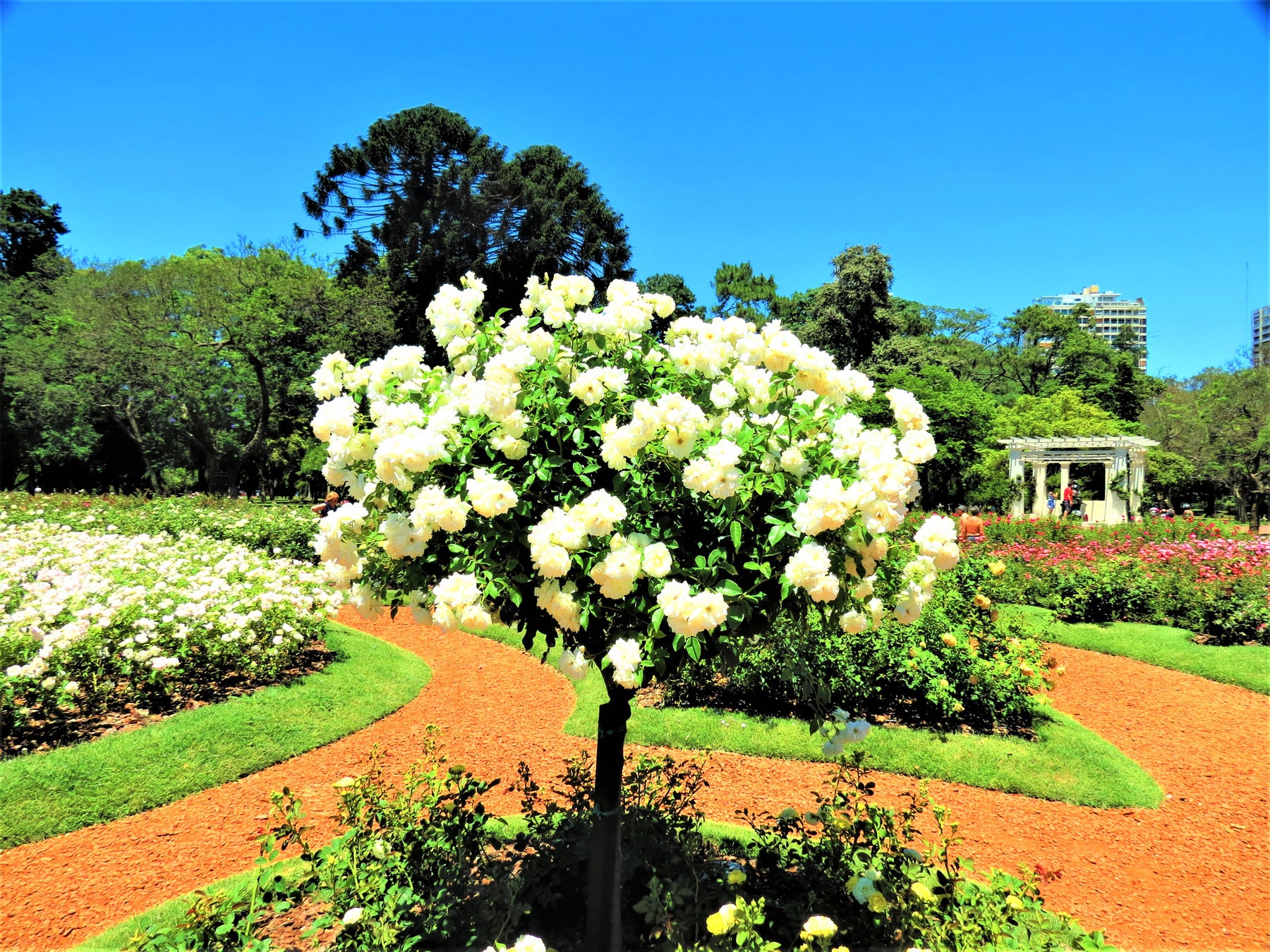 White Iceberg Rose Tree - 5 Gallon – Plant Clearance