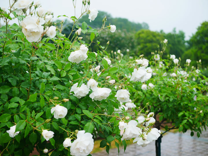 White Iceberg Rose Tree