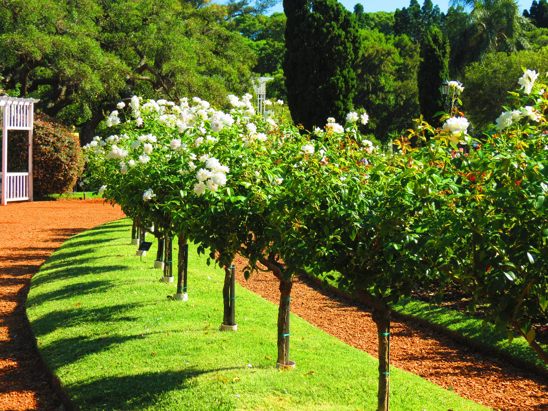 White Iceberg Rose Tree - 5 Gallon