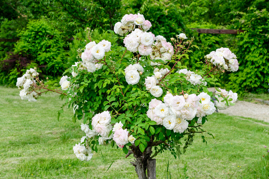 White Iceberg Rose Tree