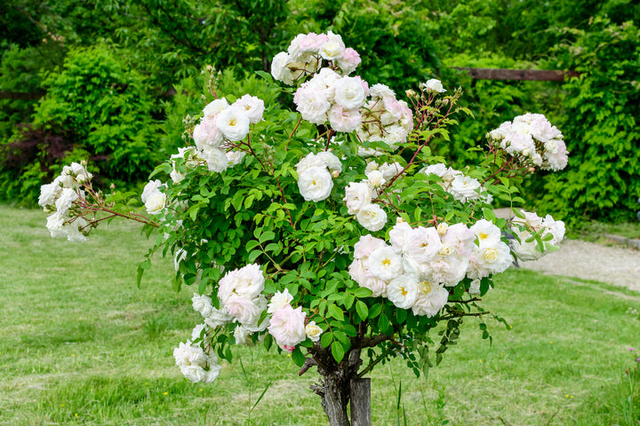 White Iceberg Rose Tree