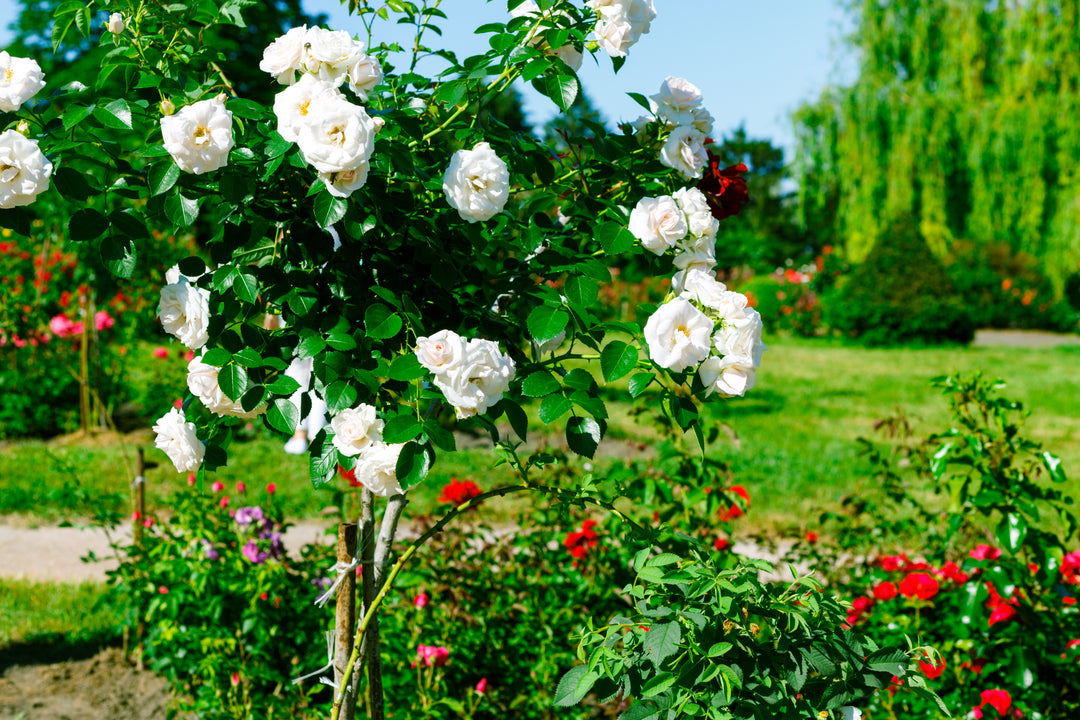 White Iceberg Rose Tree