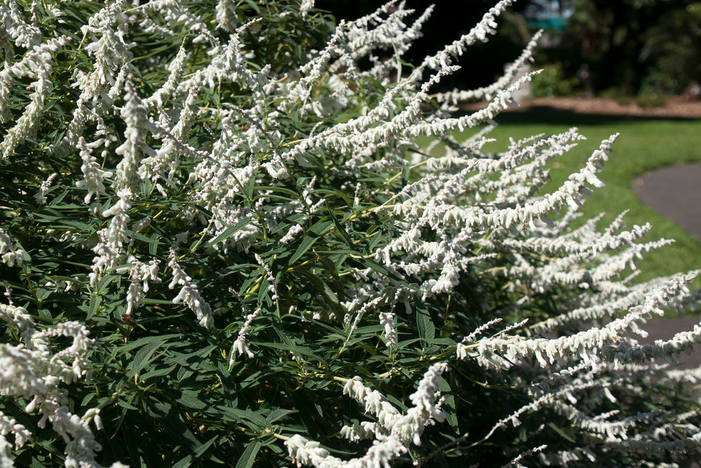 Salvia leucantha White - White Mexican Sage - 5 Gallon