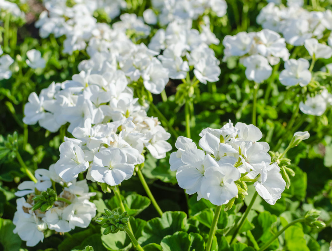 White Zonal Geranium - 5 Gallon