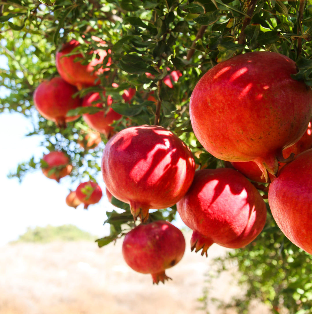 Wonderful Pomegranate Plant