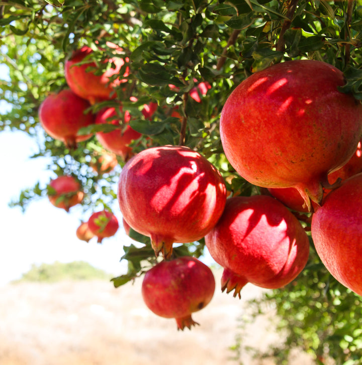 Wonderful Pomegranate Plant