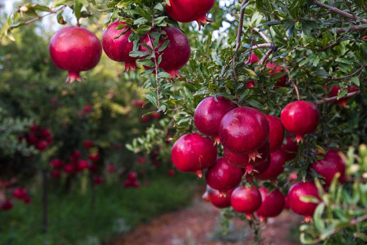Wonderful Pomegranate Plant