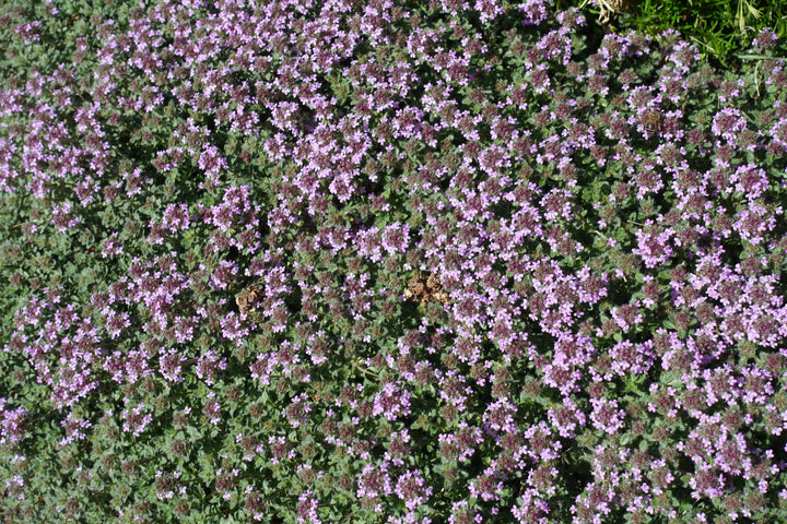 Woolly Thyme - Flat