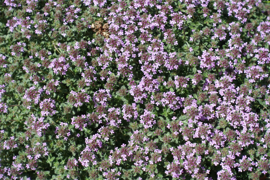 Woolly Thyme - Flat