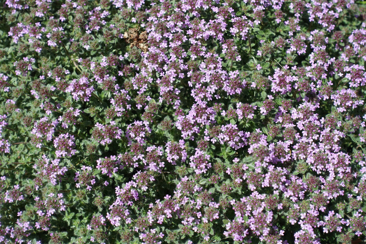 Woolly Thyme - Flat