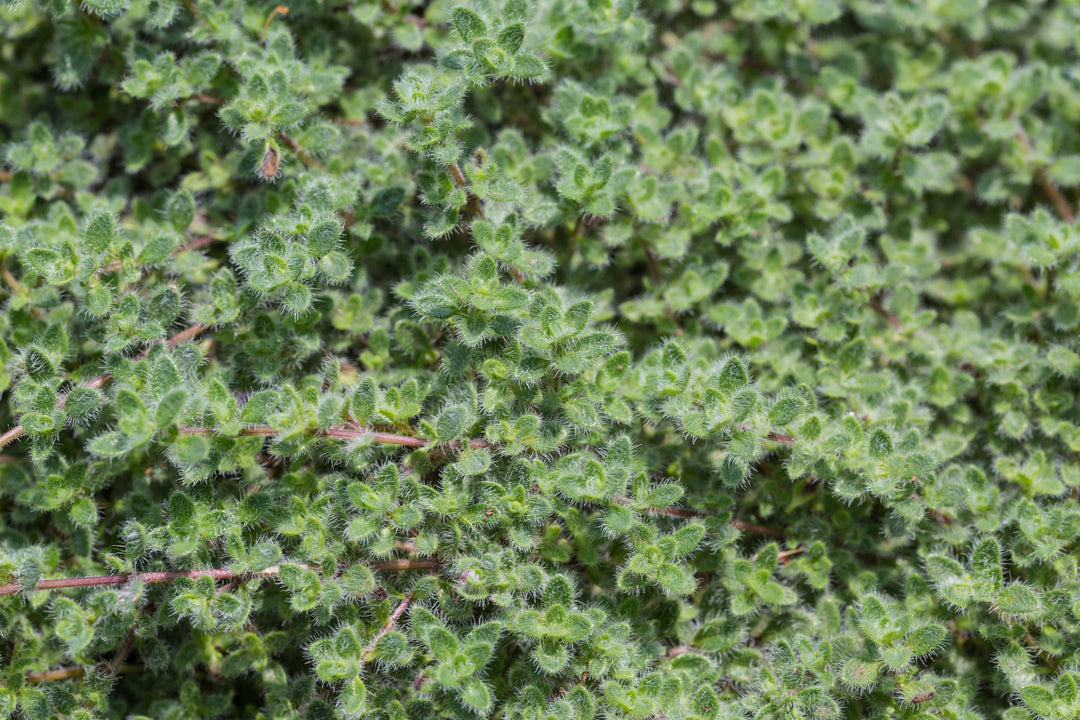 Woolly Thyme - Flat