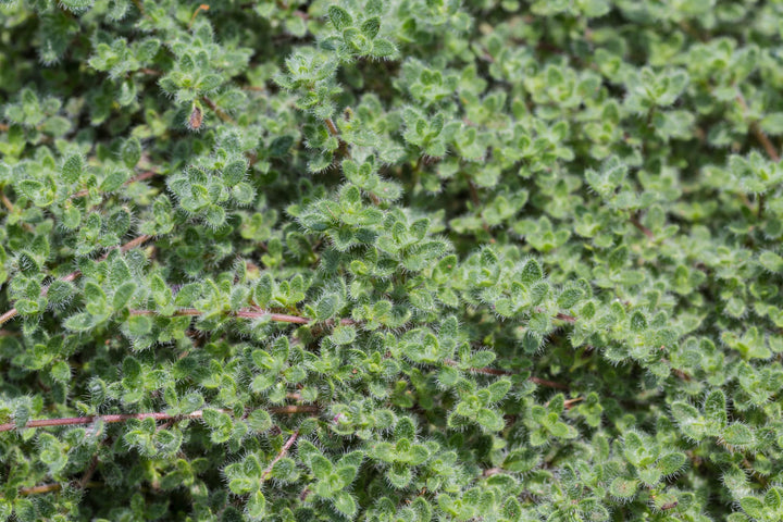 Woolly Thyme - Flat