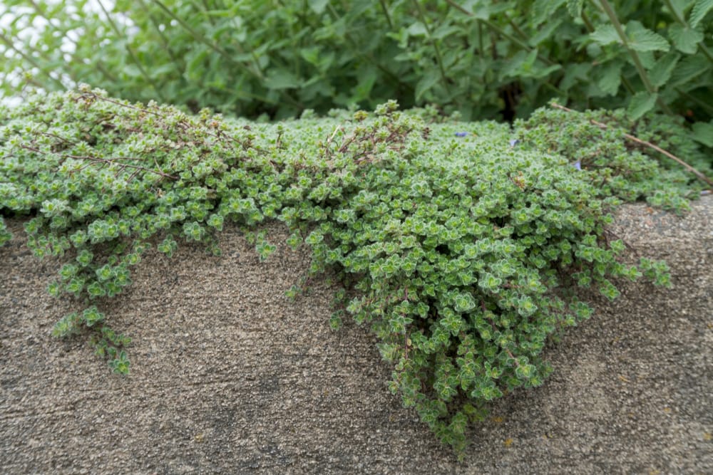 Woolly Thyme - Flat