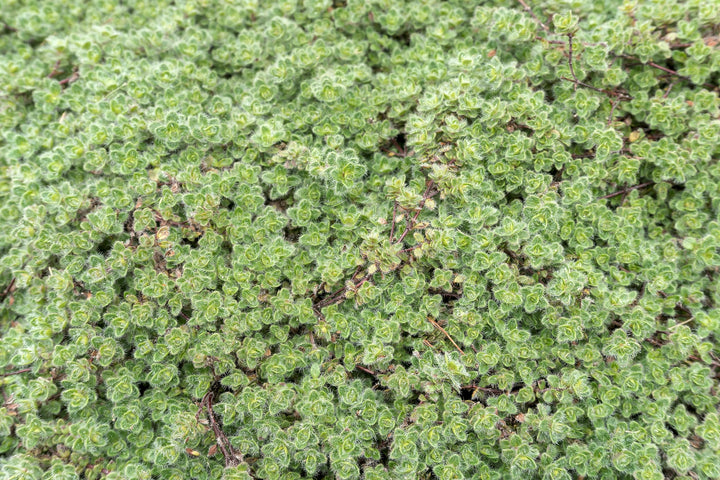 Woolly Thyme - Flat
