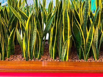Yellow Edged Snake Plant Plant
