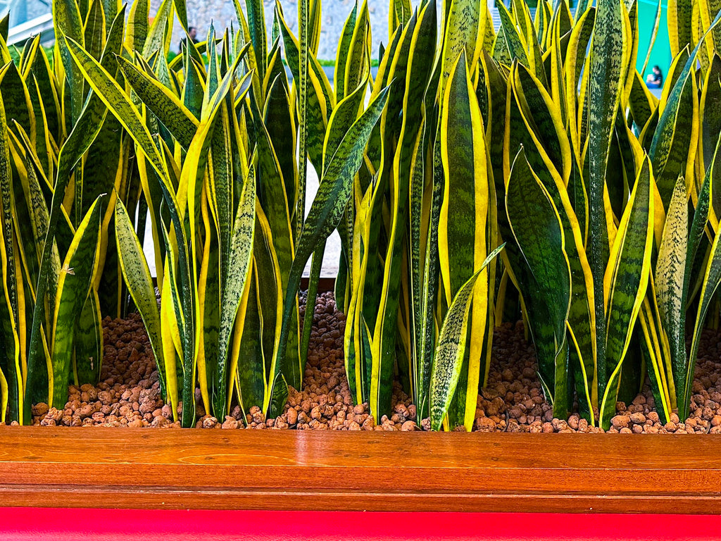 Sansevieria trifasciata 'Laurentii' Yellow-edged Snake Plant - 5 Gallon