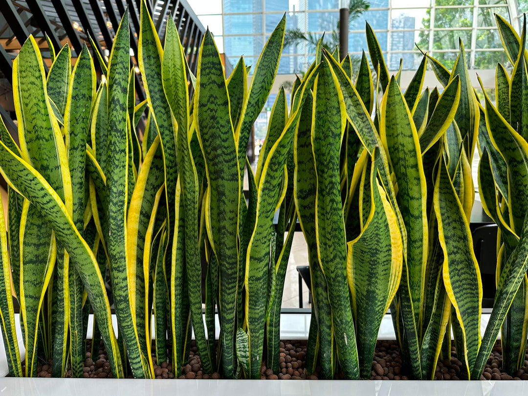 sansevieria trifasciata yellow Yellow-edged Snake Plant