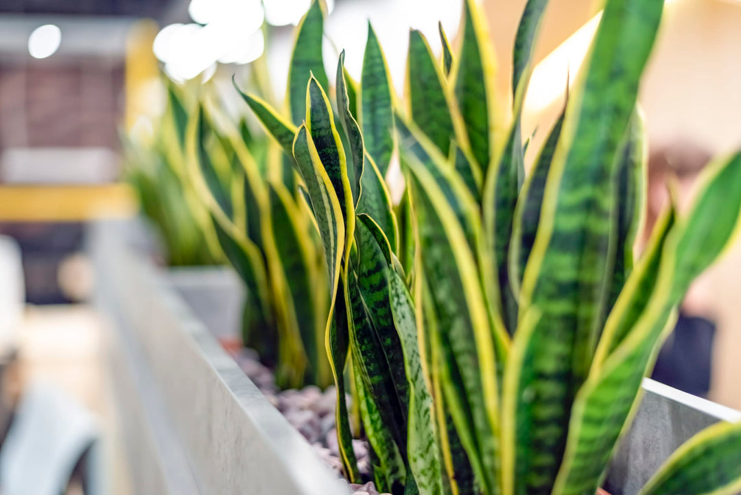 snake plant green with yellow edges Yellow-edged Snake Plant