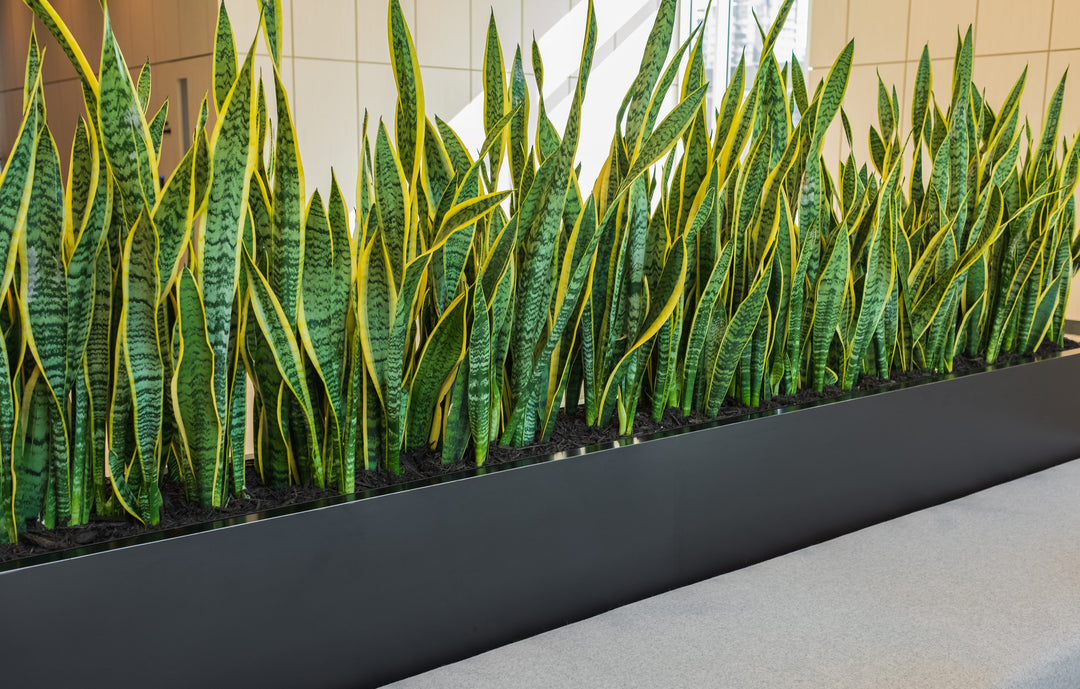 snake plant in planter box Sansevieria trifasciata 'Laurentii' Yellow-edged Snake Plant - 5 Gallon