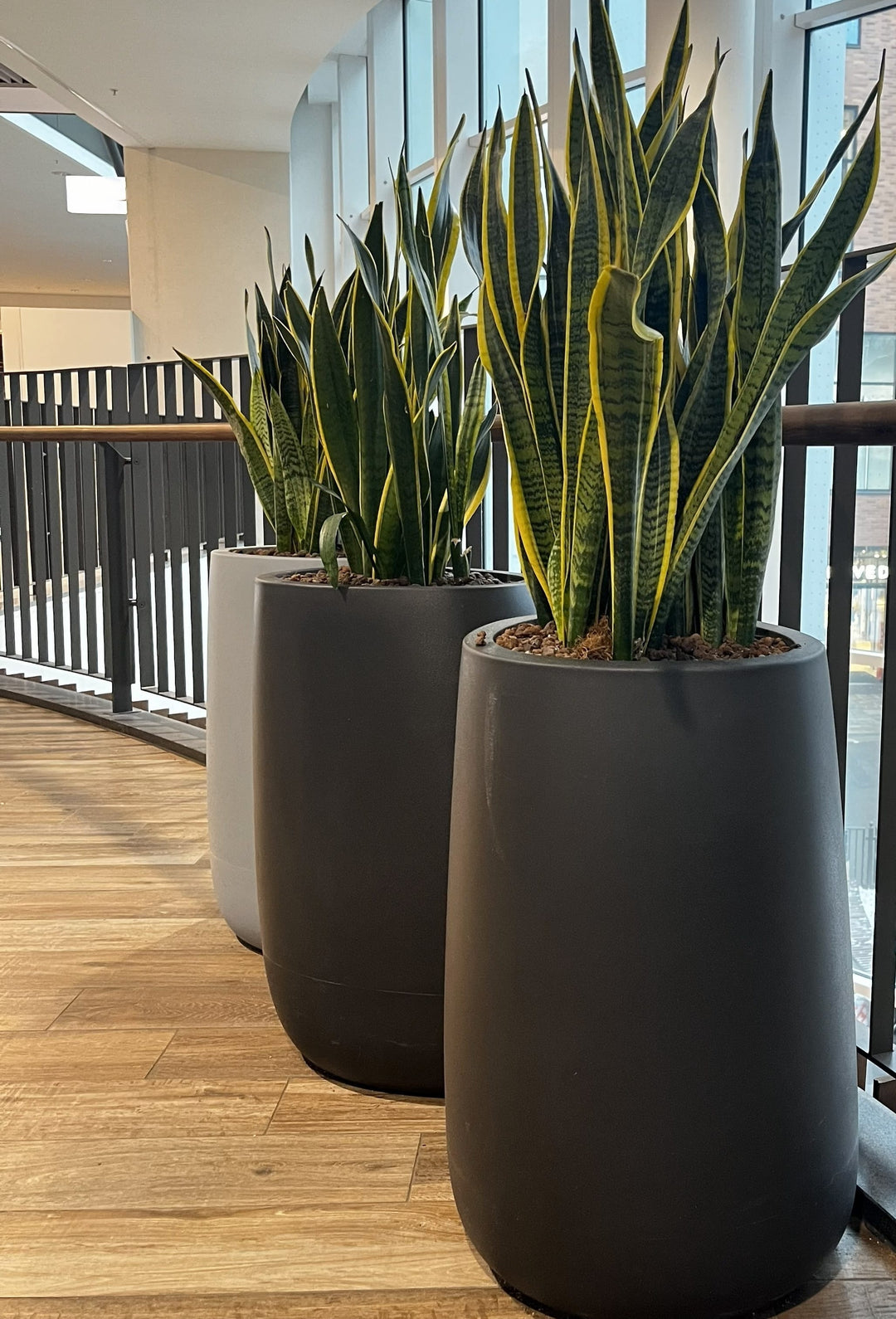 snake plant long planter Sansevieria trifasciata 'Laurentii' Yellow-edged Snake Plant - 5 Gallon