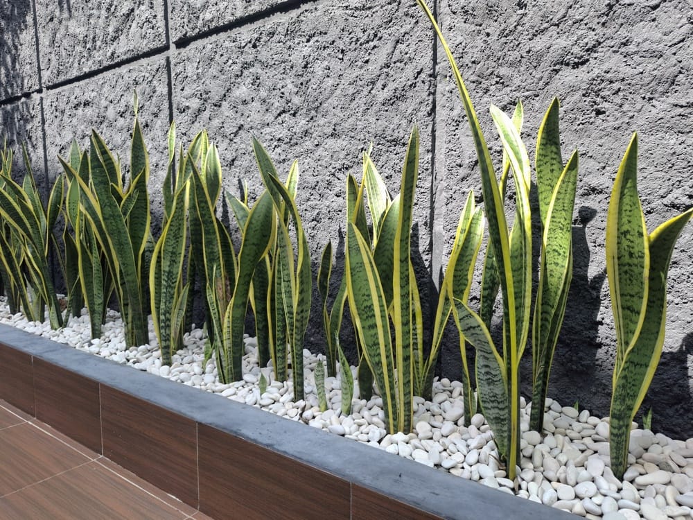 rectangular planter snake plant Sansevieria trifasciata 'Laurentii' Yellow-edged Snake Plant - 5 Gallon