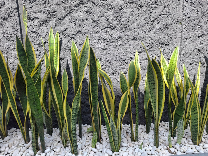 Yellow-edged Snake Plant